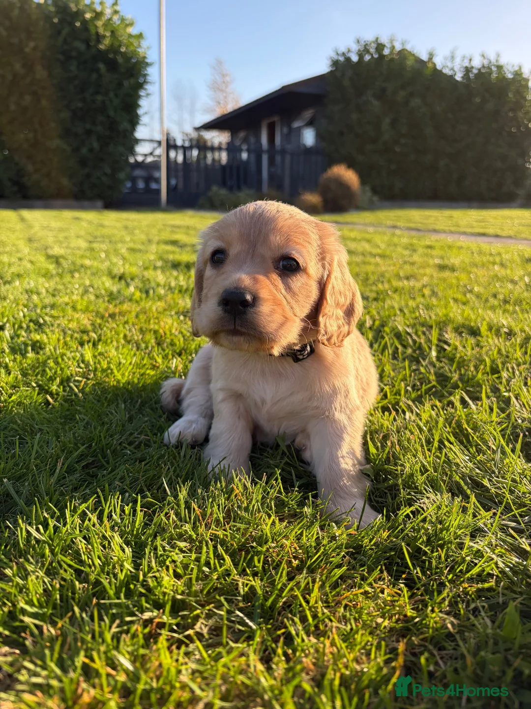 Cocker Spaniel dogs for sale: Cocker spaniel - Advert 2