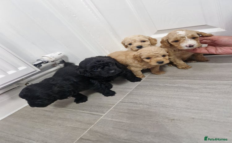 Cockapoo dogs - Advert 2