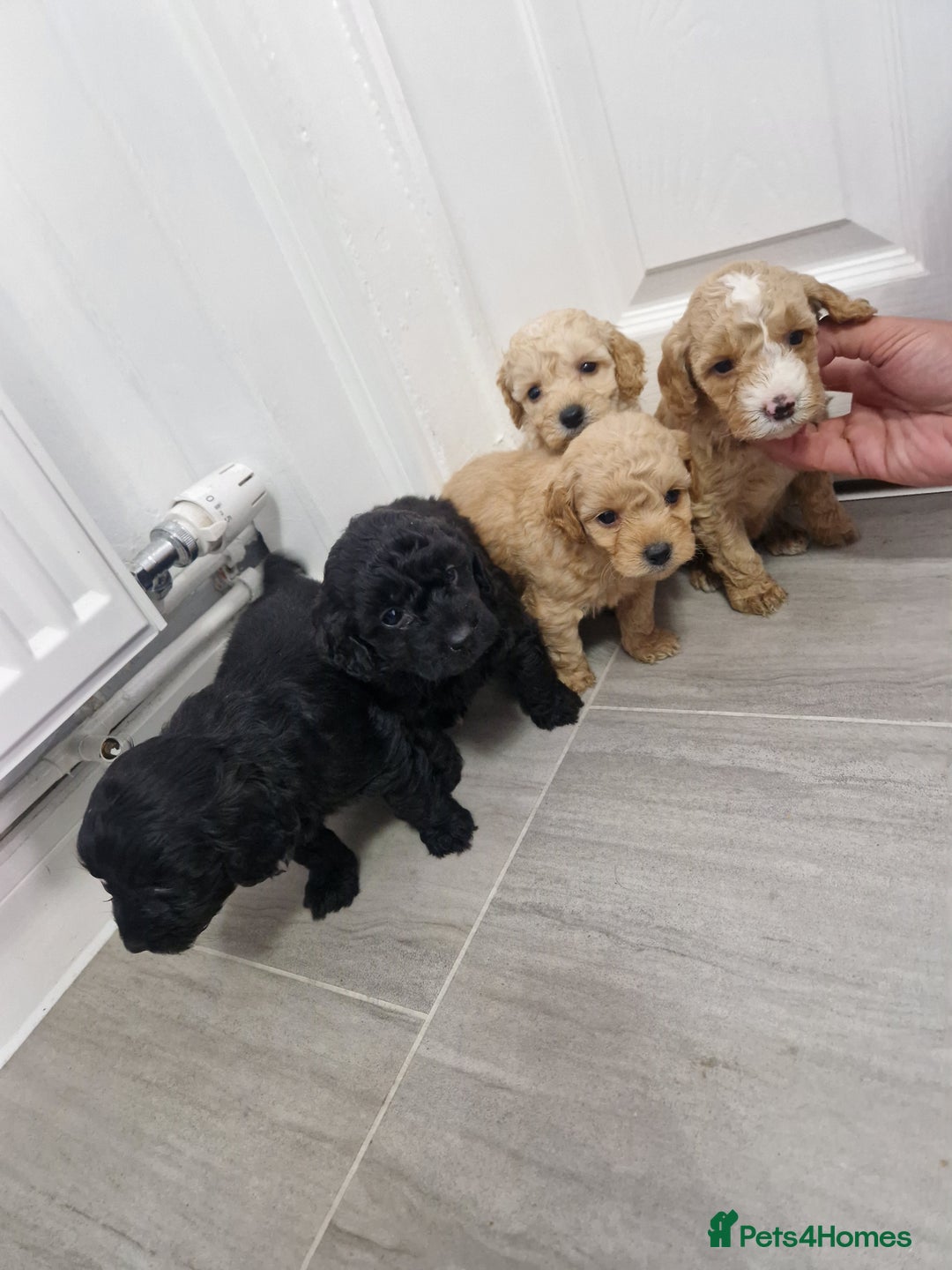 Cockapoo dogs for sale: Beautiful Cockapoo puppies for sale  - Image 1