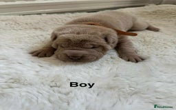 Shar Pei dogs for sale: Beautiful Shar Pei pups - Image 12