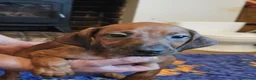 Rhodesian Ridgeback dogs for sale: K.c registered DNA clear pups  - Advert 4