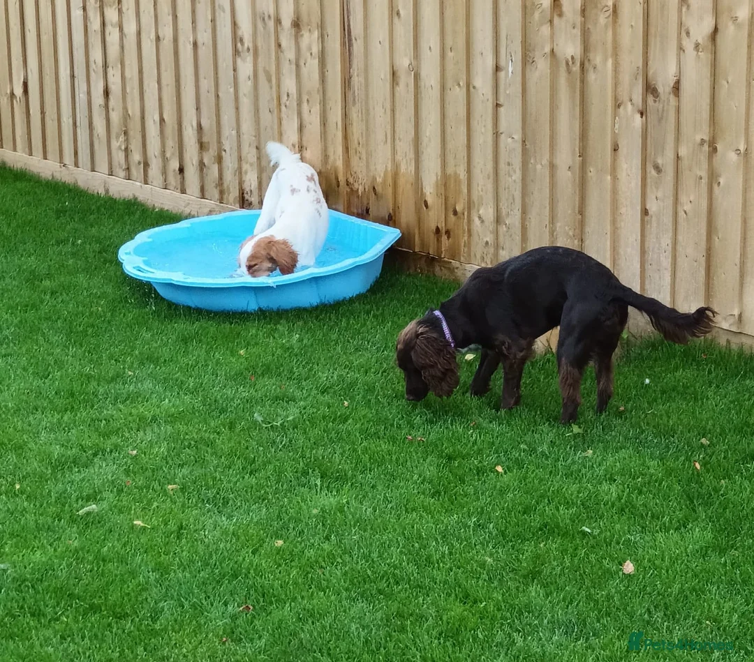 Cocker Spaniel dogs for sale: Spayed Female Cocker Spaniel For Rehoming - Advert 2
