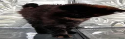 Mixed Breed cats for sale: Beautiful fluffy kitten looking for forever home - Advert 4