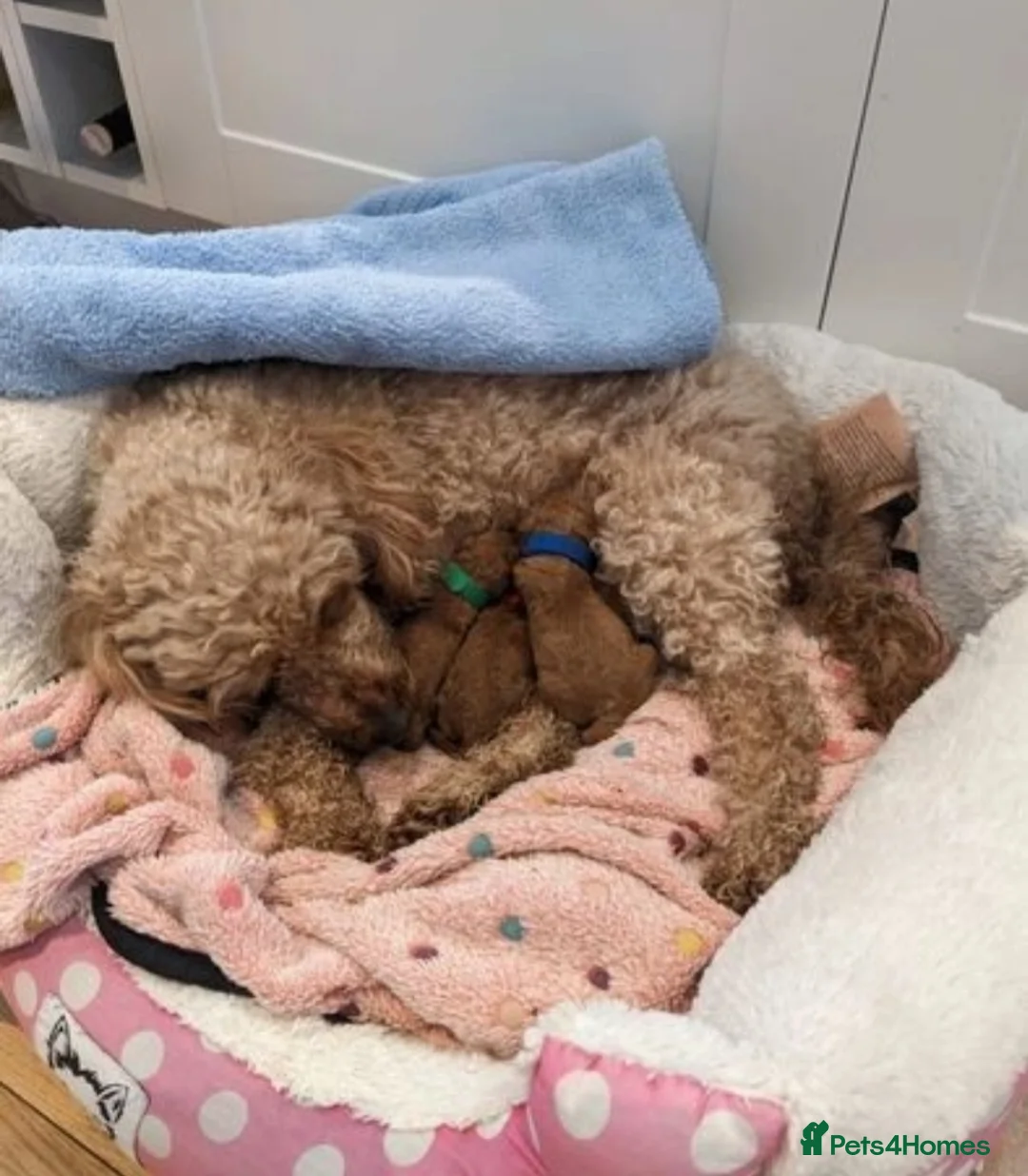 Miniature Poodle dogs for stud: KC DNA tested proven RED miniature poodle stud in Manchester - Advert 19