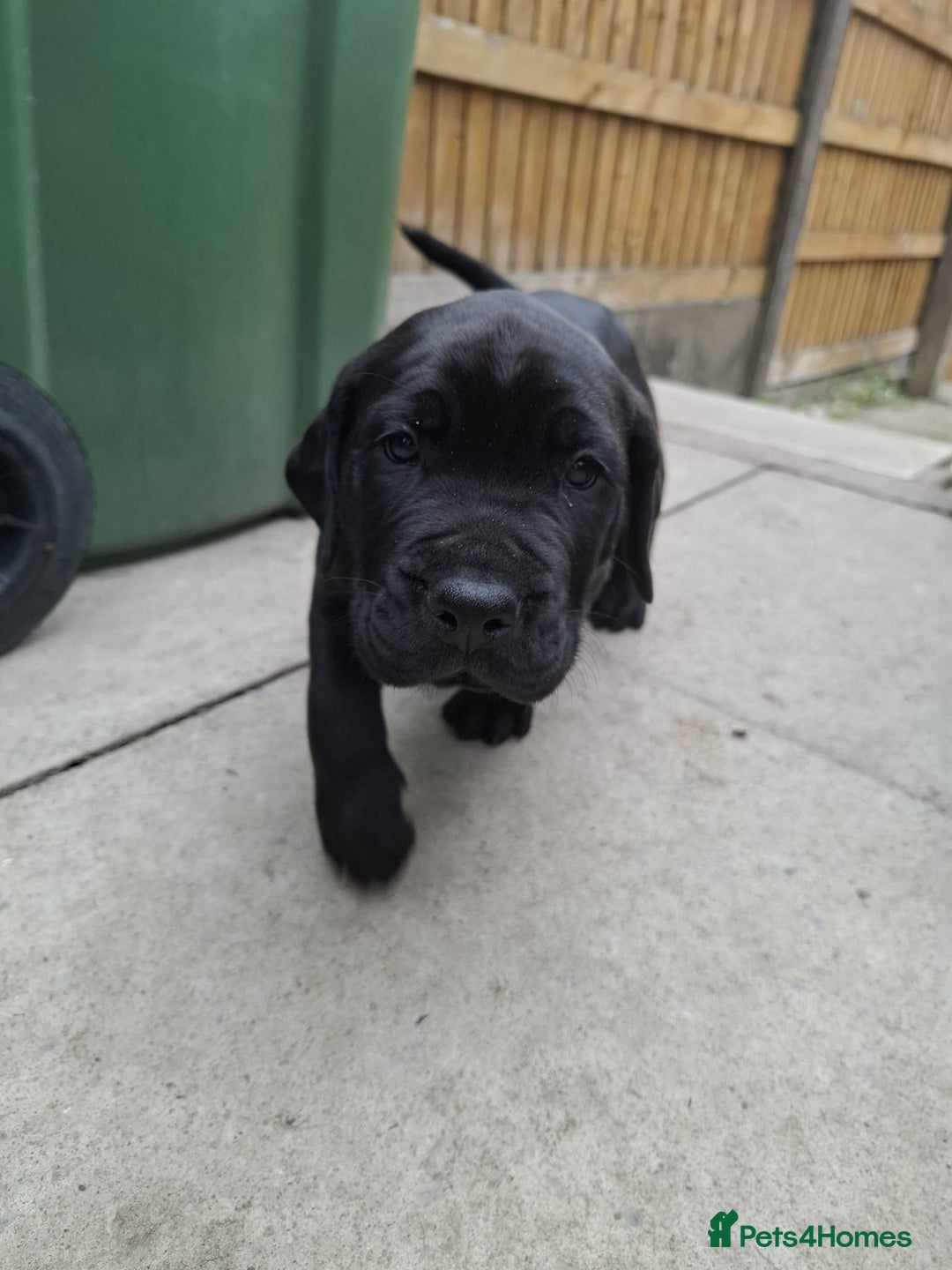 Mixed Breed dogs for sale: 3 beautiful boys for sale  - Image 32