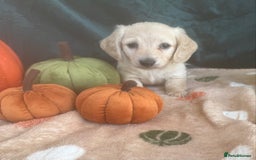 Miniature Dachshund dogs for sale: English creams miniature dachshunds  - Image 18
