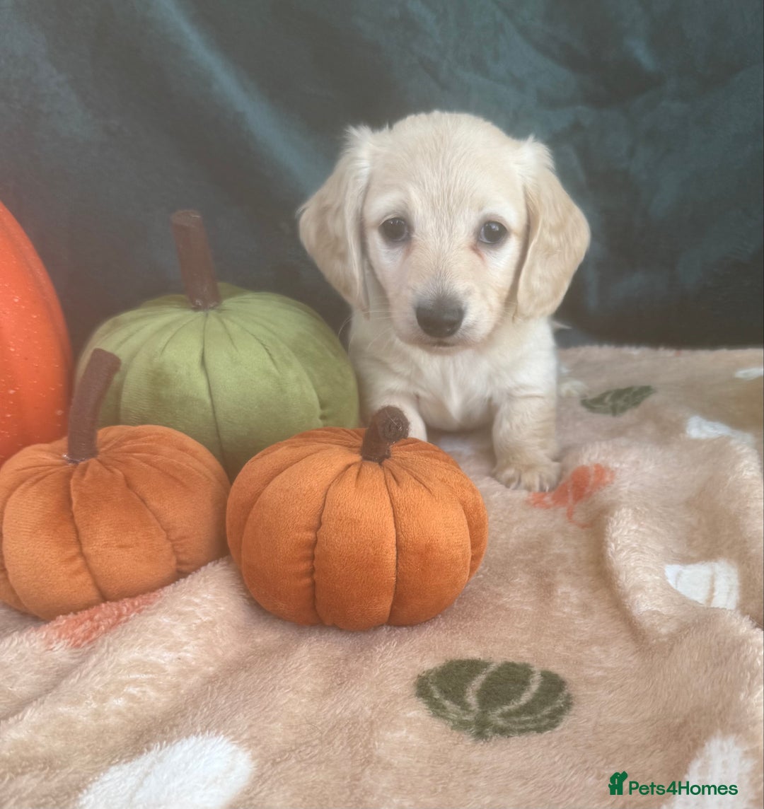 Miniature Dachshund dogs for sale: English creams miniature dachshunds  - Image 18