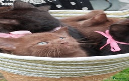 British Shorthair cats for sale: Rare Chocolate & Black Kittens – Ready Now 🐾 - Image 2