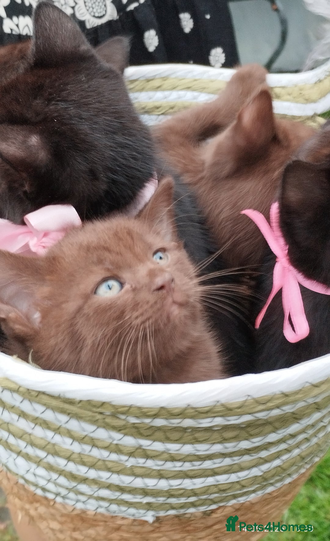 British Shorthair cats for sale: Rare Chocolate & Black Kittens – Ready Now 🐾 - Image 2