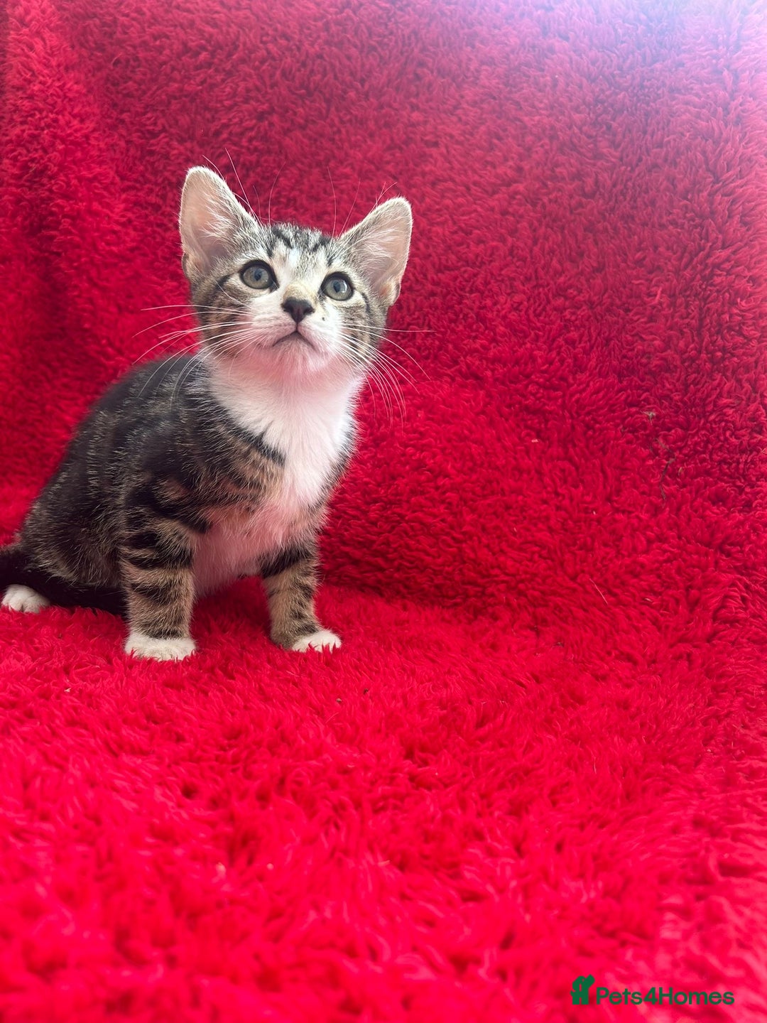 Mixed Breed cats for sale: Gorgeous kittens - Image 2