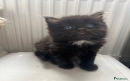 Ragdoll cats for sale: “Adorable Black Ragdoll Kittens – Don’t Miss Out!” - Image 12