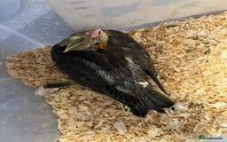 Cockatiels birds for sale: Male cockatiels young  - Image 4