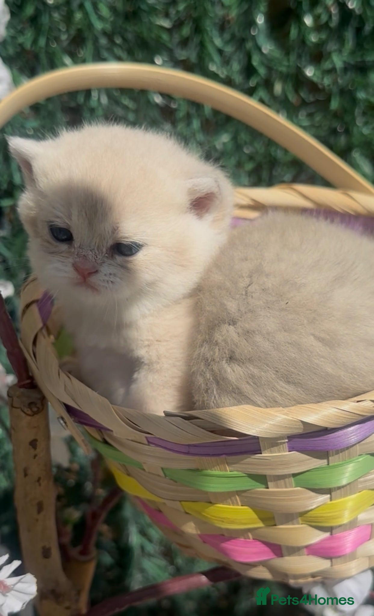 British Shorthair cats Gorgeous fur babies 😻 - Advert 2