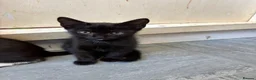 Mixed Breed cats for sale: Pls call  **   don't have time to check msg in Hinckley - Advert 9