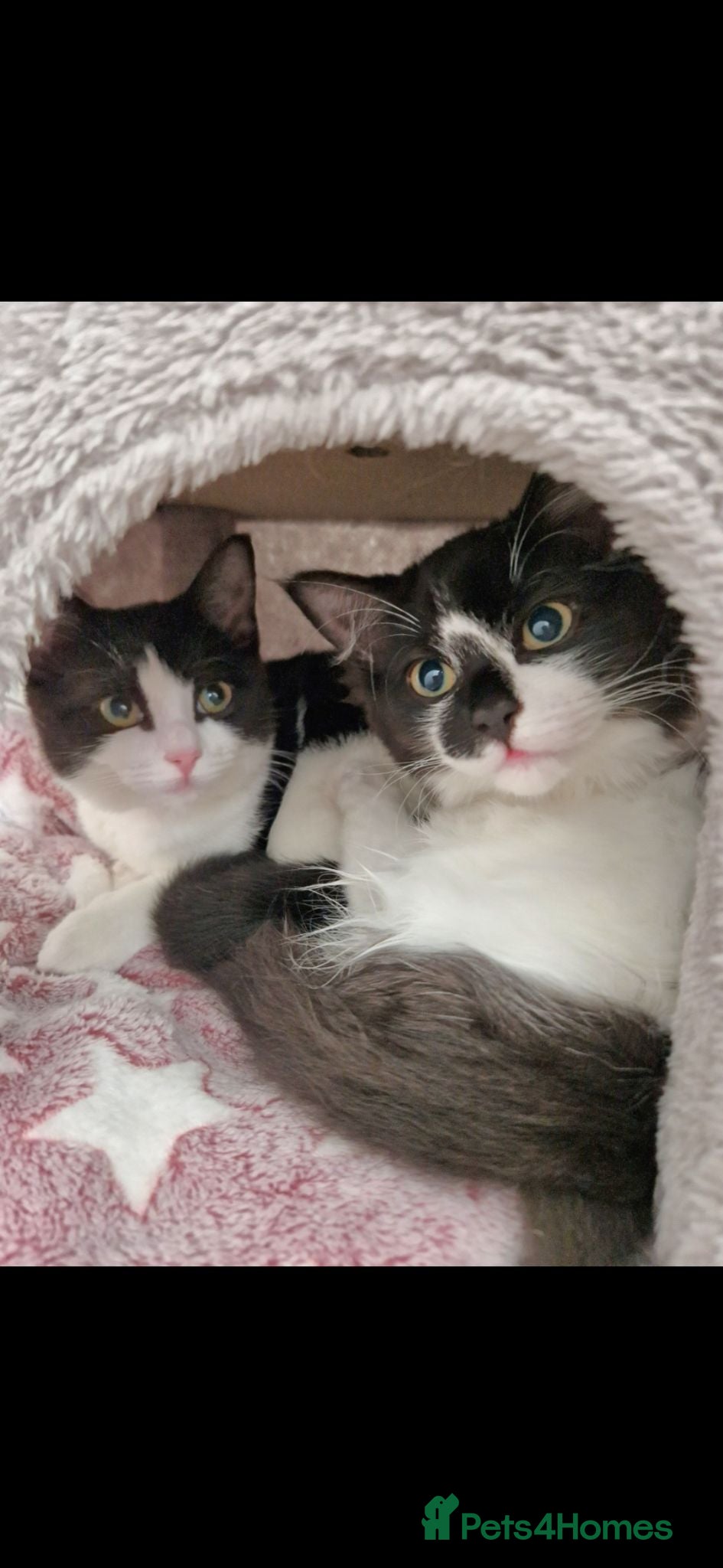 Mixed Breed cats 2x female cats age 3 to rehome - Advert 1