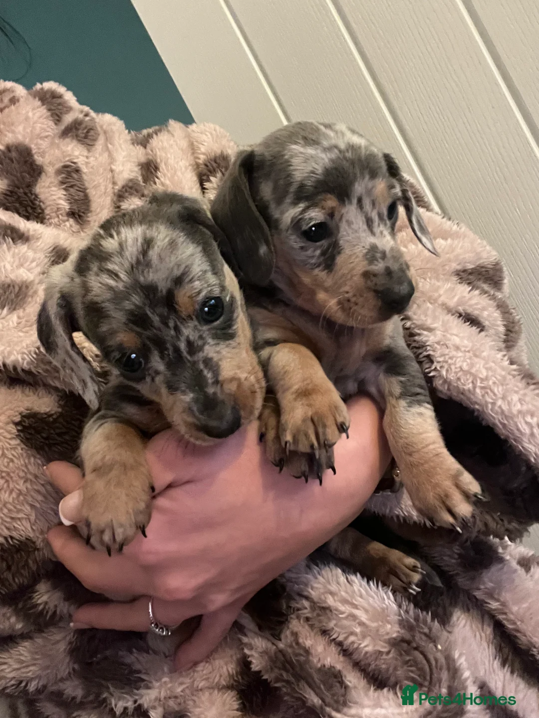 Dachshund dogs for sale: Miniature Dapple dachshunds READY NOW  - Advert 8