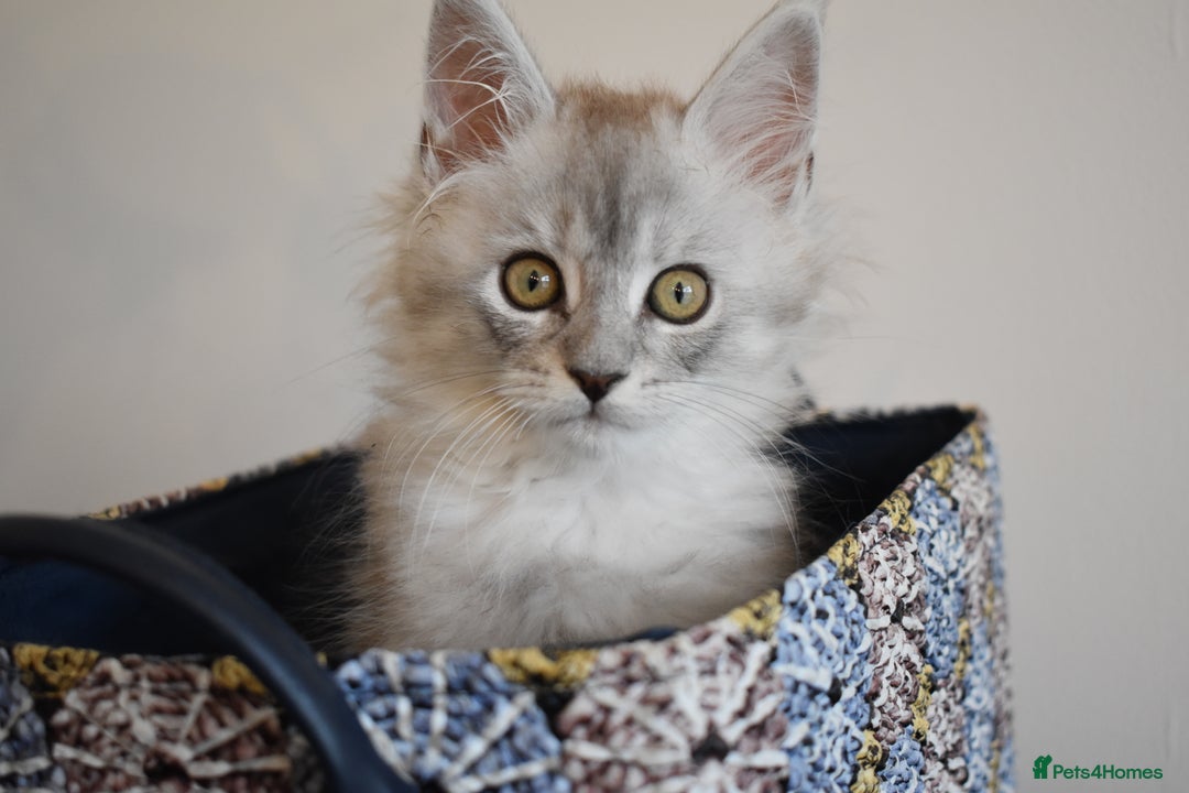 Maine Coon cats for sale: 💕💕💕5 Amazing Maine Coon kittens💕💕💕  - Image 1