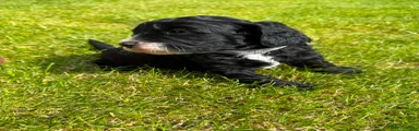 Cockapoo 2