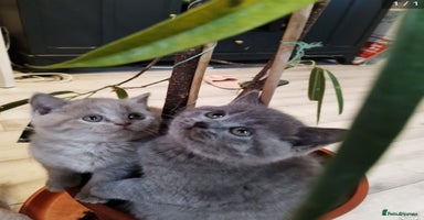 British Shorthair cats - Advert 10
