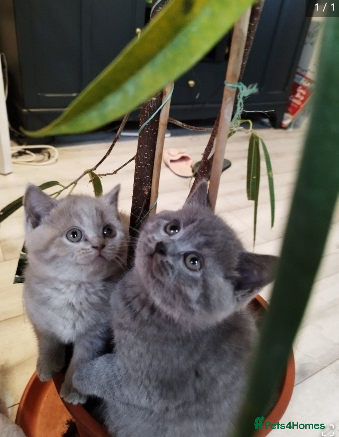 British Shorthair cats for sale: Beautiful kittens  - Image 2