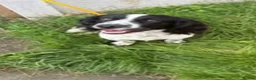 Sprocker dogs for sale: I have my beautiful luna here  - Advert 3