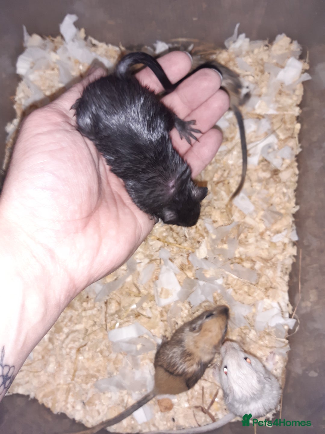 Gerbil rodents for sale: Super friendly gerbils from hobby breeder  - Image 16