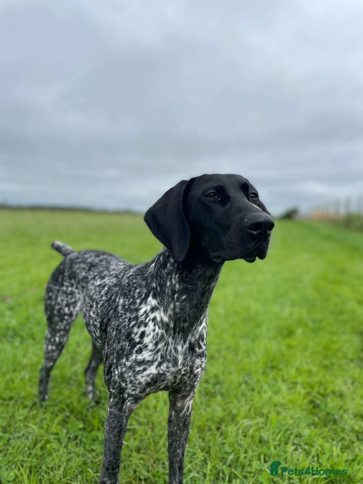 German Shorthaired Pointer dogs KC German Short Haired Pointer - Advert 2