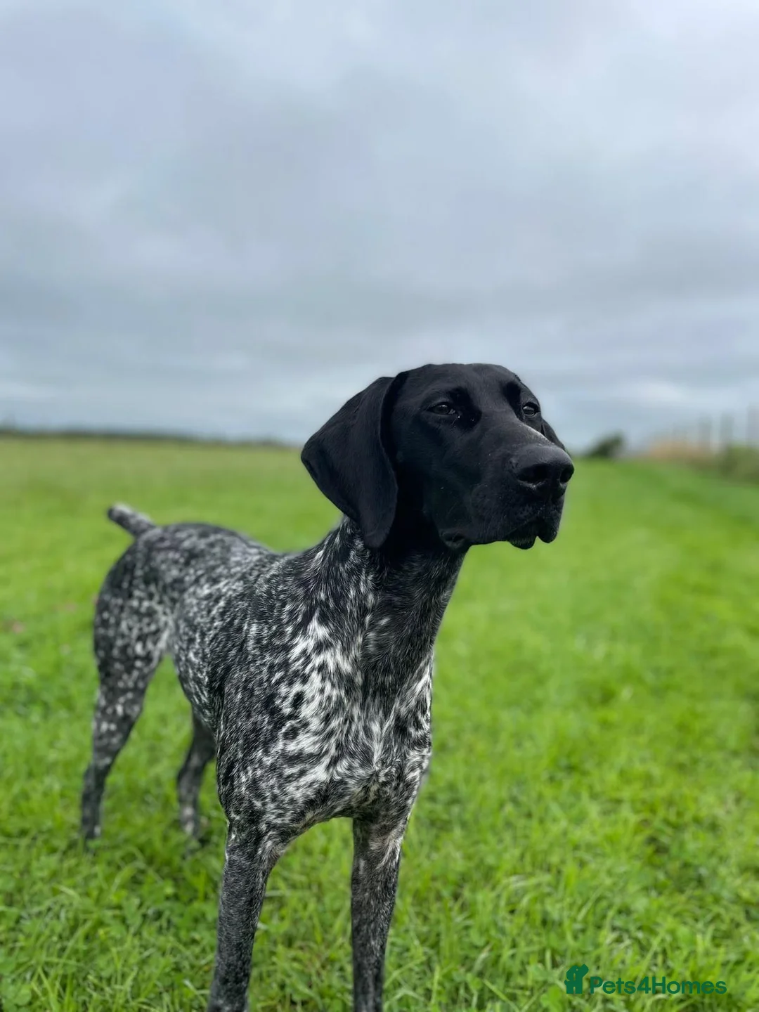 German Shorthaired Pointer dogs for sale: KC German Short Haired Pointer - Advert 2