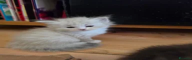 Siberian 3