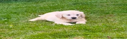 Golden Retriever dogs for sale: GOLDEN RETREIVER PUPPIES - Advert 11