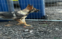 German Shepherd dogs for sale: German shepherd puppies looking for a new home  in Cambridge - Image 26