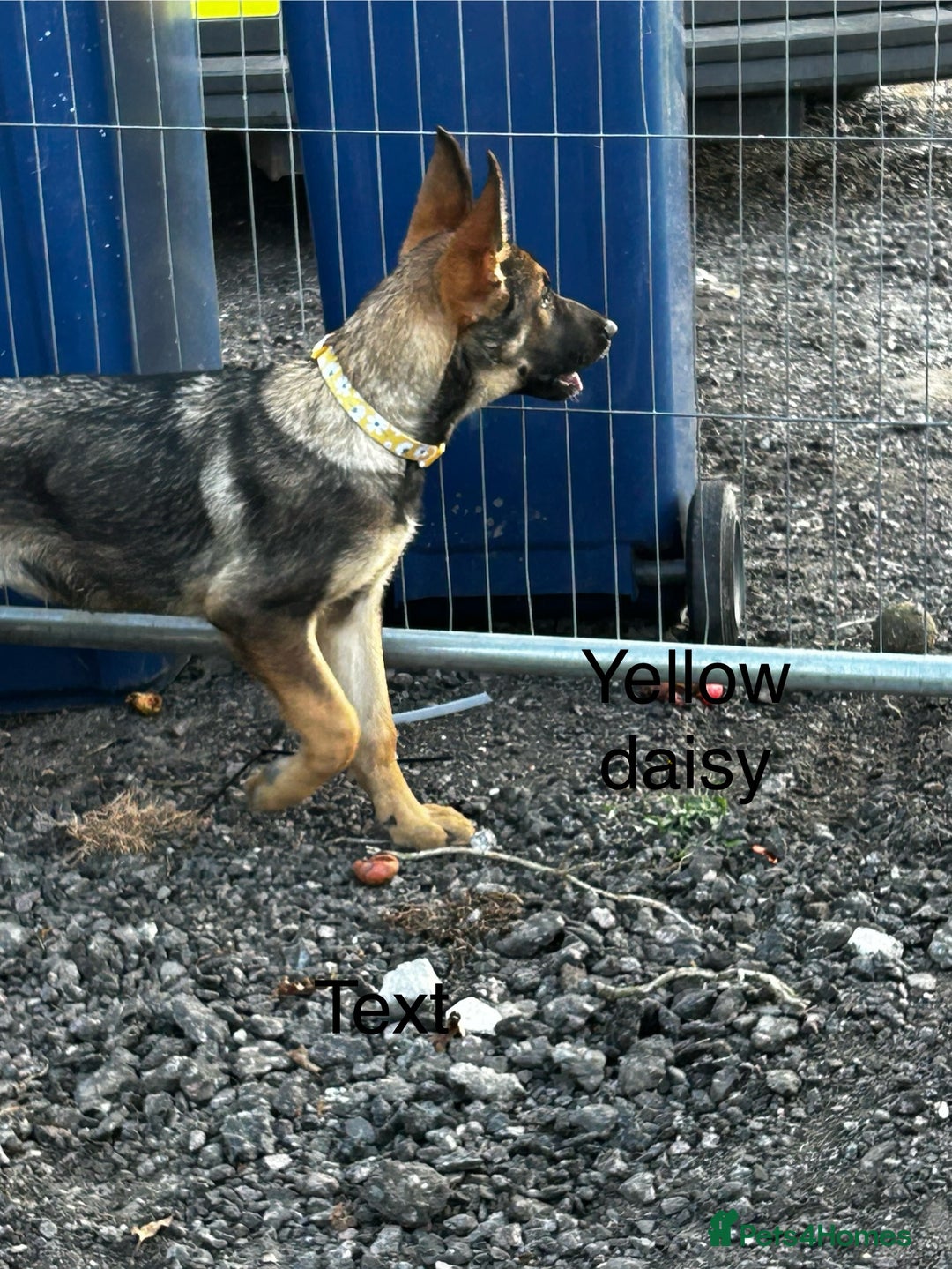 German Shepherd dogs for sale: German shepherd puppies looking for a new home  in Cambridge - Image 26