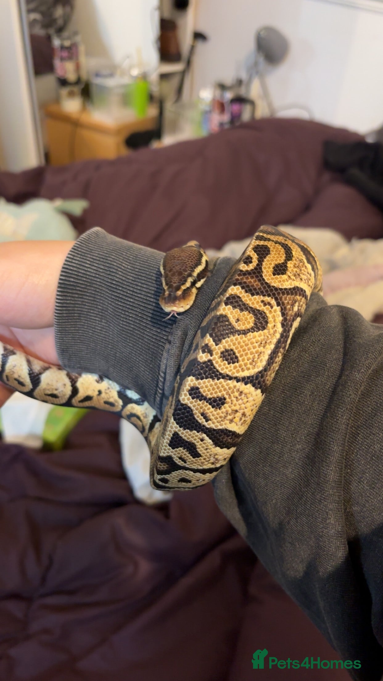 Python Snake reptiles Ball Python & Full set up - Advert 4