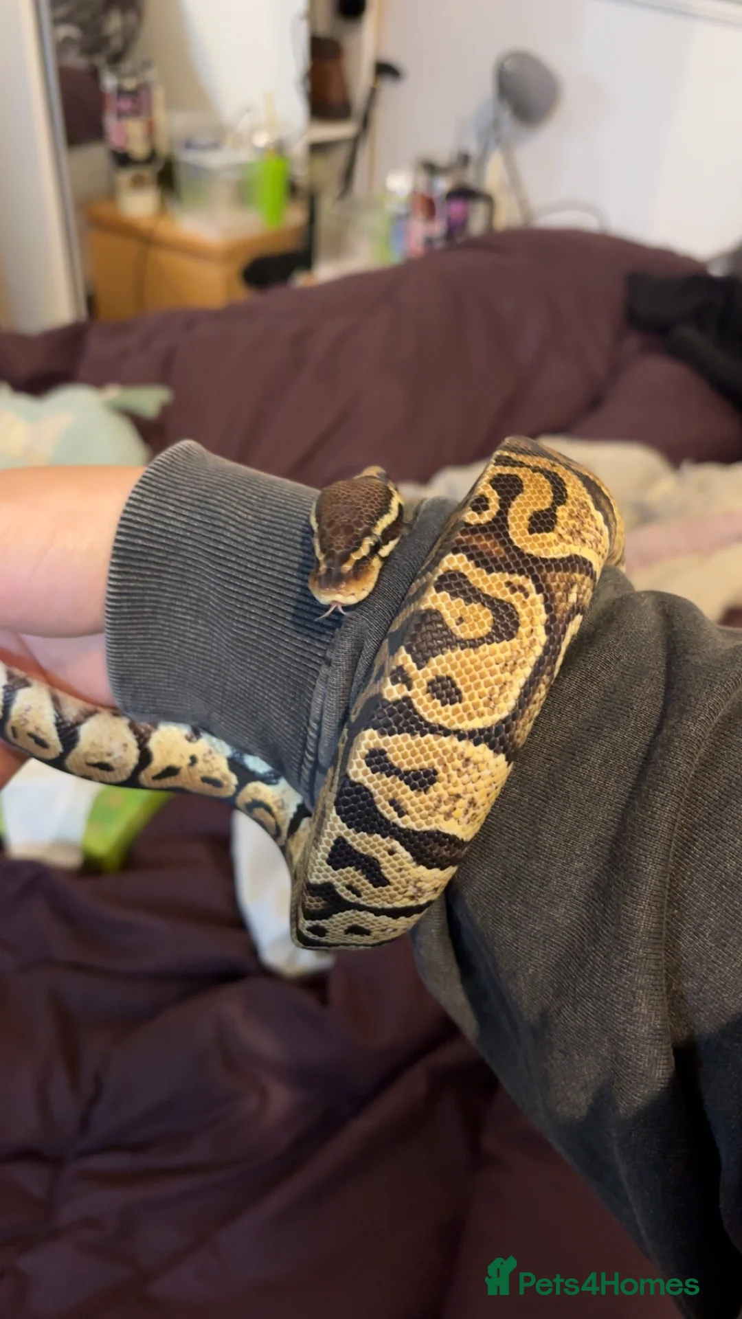 Python Snake reptiles for sale: Ball Python & Full set up - Advert 1