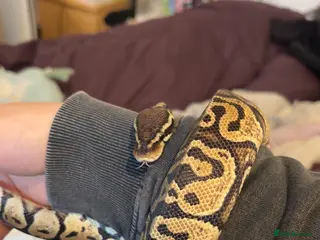 Python Snake reptiles Ball Python & Full set up - Advert 2