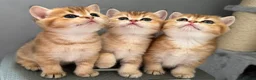 Scottish Fold cats for stud: Scottish Straight Male Stud – “Poopsie”  - Advert 2