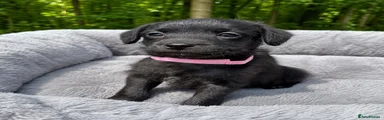 Pink collar