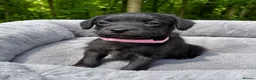 Jackapoo dogs for sale: Jackapoo Puppies 🐾 - Advert 4