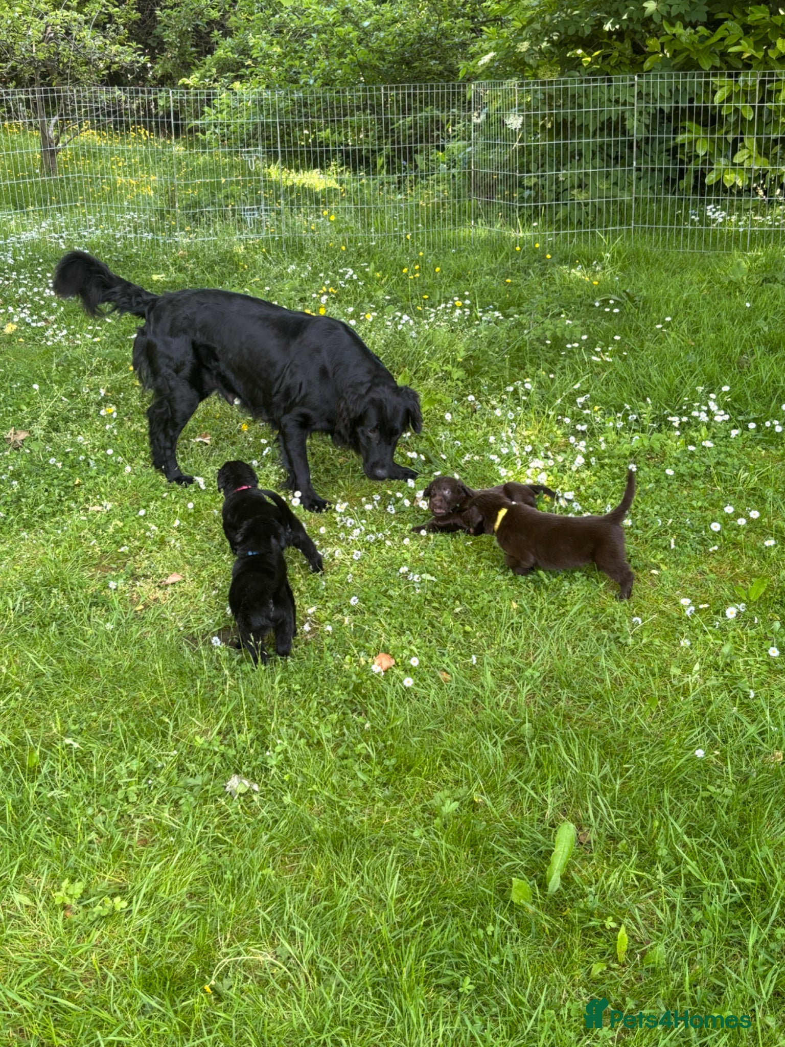 Flat coated Retriever dogs Gorgeous liver and black Flatcoat Retrievers - Advert 2