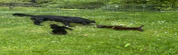 Flat coated Retriever dogs for sale: Gorgeous liver and black Flatcoat Retrievers - Advert 2