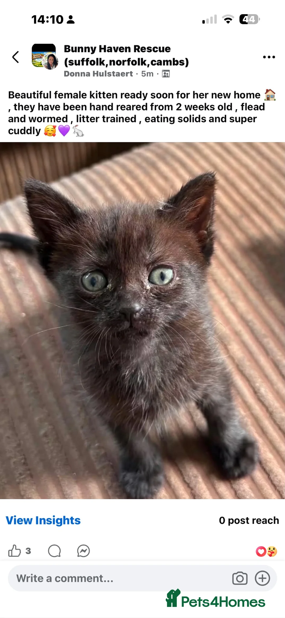Mixed Breed cats for sale: Female kitten  - Advert 1