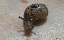 Snails invertebrates for sale: Giant land snails - Advert 1