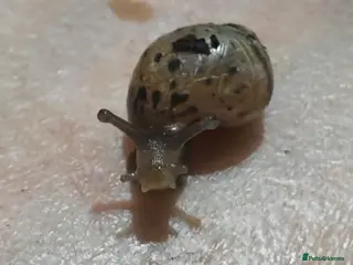 Snails invertebrates Giant land snails - Advert 4