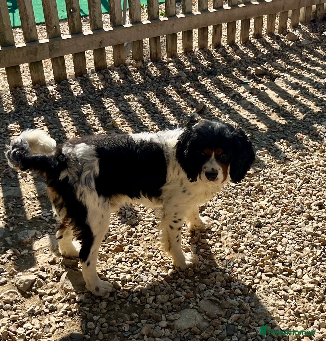 Cavalier King Charles Spaniel dogs for sale: Cavalier King Charles puppy’s  - Advert 27