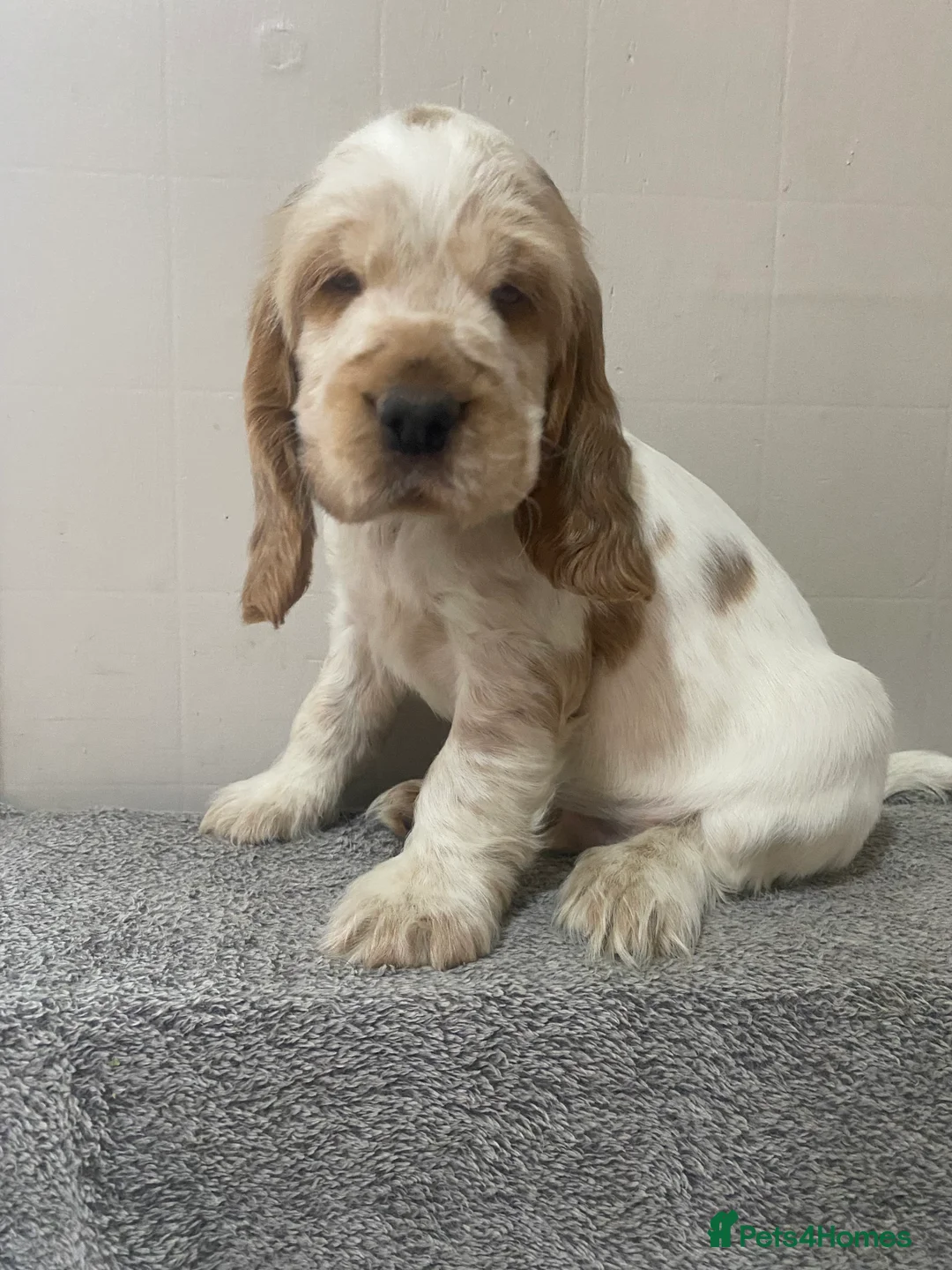 Cocker Spaniel dogs for sale: ‘Show Type’ Cocker Spaniel Puppies. KC Registered. - Advert 5