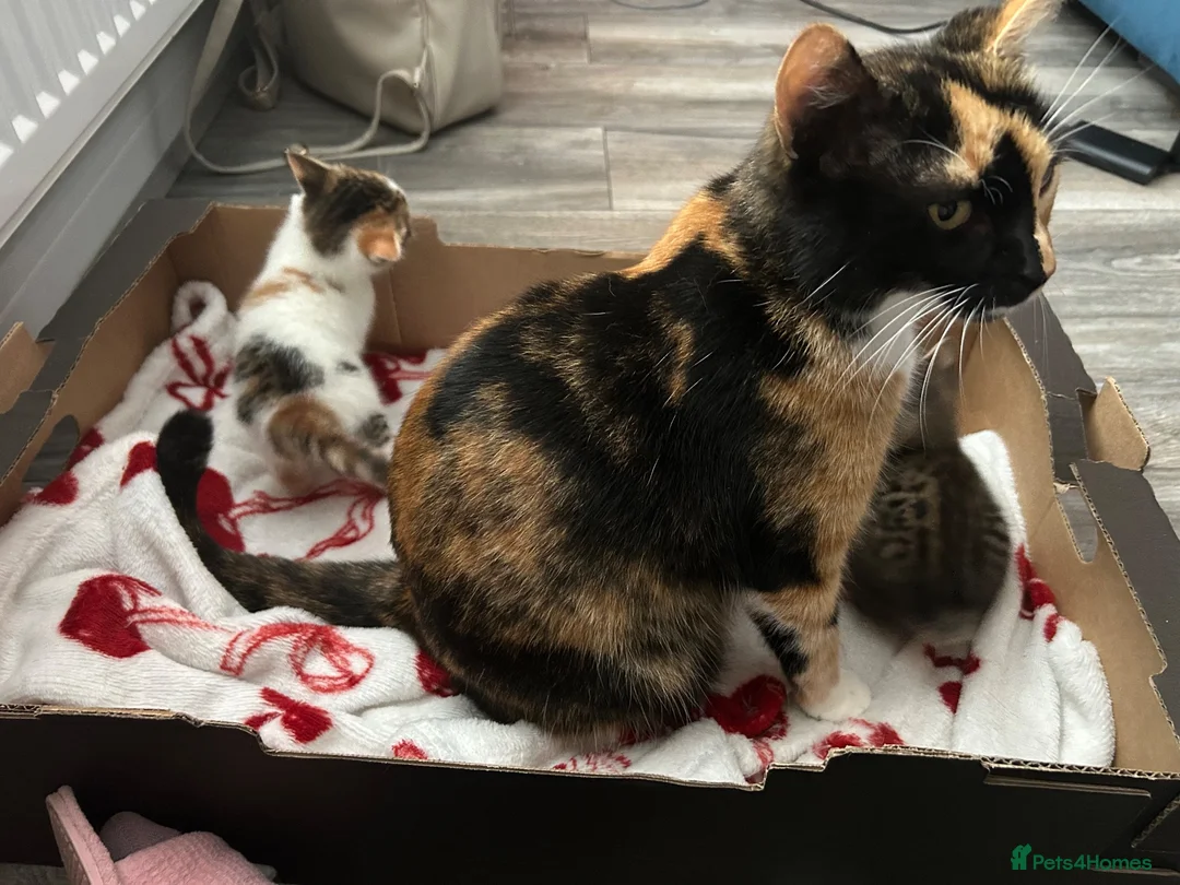 Mixed Breed cats for sale: 3 Adorable Kittens - Advert 1