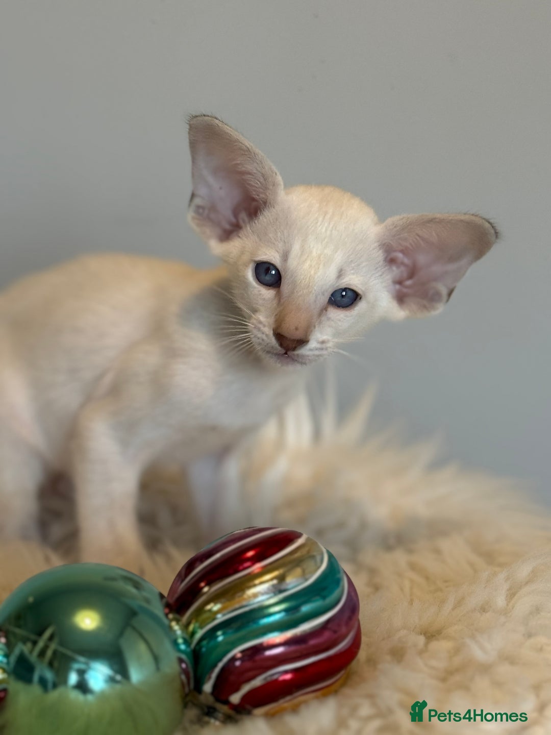 Oriental cats for sale: GCCF Oriental & Siamese Babies - Champion Lines - Advert 4