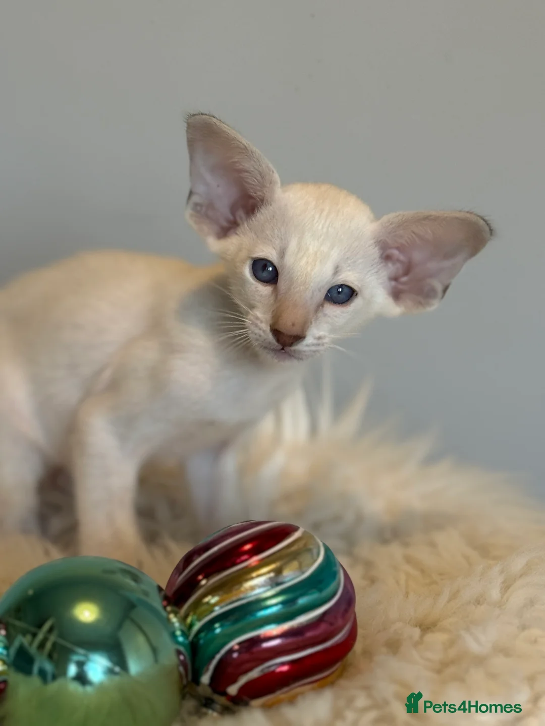 Oriental cats for sale: GCCF Oriental & Siamese Babies - Champion Lines - Advert 4