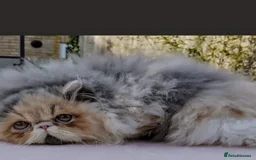 Persian cats for sale: Neutured NERVOUS girl for rehoming-READ CAREFULLY  - Image 2
