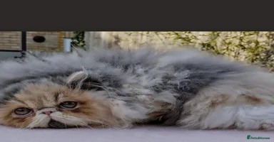 Persian cats - Advert 16